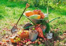 Дачные советы. Сеем и сажаем будущий урожай Овощи