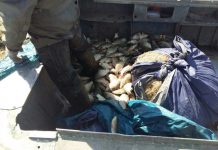 Полиция ЮКО проводит ОПМ «Нерест» ОПМ "Нерест" в ЮКО