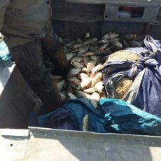 Полиция ЮКО проводит ОПМ «Нерест» ОПМ "Нерест" в ЮКО
