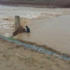 В реке Келес найдено тело утонувшего неделю назад 3-летнего ребенка В реке Келес найдено тело утонувшего неделю назад 3-летнего ребенка