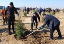 В Шымкенте чиновники высадили тысячи саженцев на частной территории Посадка саженцев по программе Шаткал