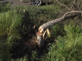 Чиновники назвали причину уничтожения здоровых деревьев в Шымкенте