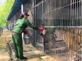 Риск работникам зоопарка компенсирует благодарность зверей