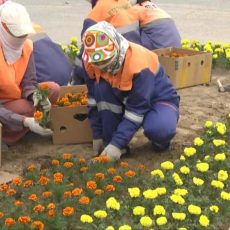 В Шымкенте начались работы по высадке летних цветов В Шымкенте начались работы по высадке летних цветов