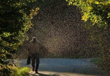 Мошкара атакует жителей трех районов ЮКО Мошкара на улицах