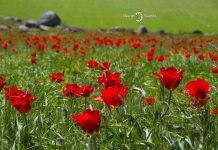 Фестиваль тюльпанов в Туркестанской области обретет международный статус Тюльпаны