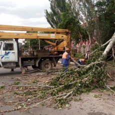Последствия сильного ветра в Шымкенте устраняют коммунальные службы Сильный ветер поломал деревья