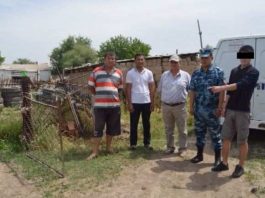 Сотрудники милиции ЮКО задержали преступную группу скотокрадов