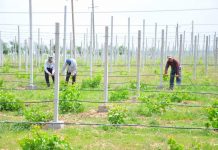 Садовник из ЮКО внедрил технологию выращивания винограда на каменистой почве Садовник из ЮКО внедрил технологию выращивания винограда на каменистой почве