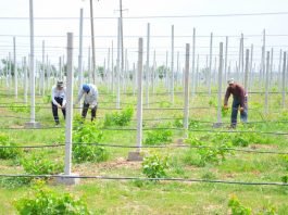 Садовник из ЮКО внедрил технологию выращивания винограда на каменистой почве