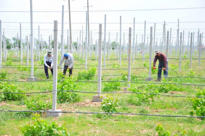 Садовник из ЮКО внедрил технологию выращивания винограда на каменистой почве