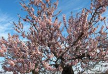 Впервые в Южном Казахстане появятся миндальные сады Впервые в Южном Казахстане появятся миндальные сады