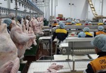 Индейке из ЮКО подрезали планы Индейке из ЮКО подрезали планы