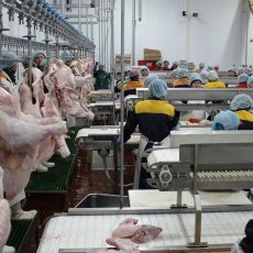 Индейке из ЮКО подрезали планы Индейке из ЮКО подрезали планы