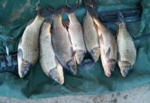 За время «Нереста» полицейские Туркестанской области изъяли у браконьеров 810 кг рыбы, 14 лодок и 12 тыс. метров сетей Рыба в ОПМ "Нерест"