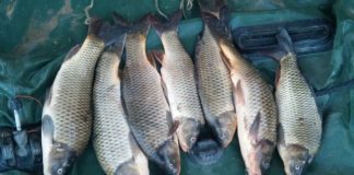 700 тысяч тенге заплатит житель Арыси за туркестанского усача Рыба в ОПМ "Нерест"