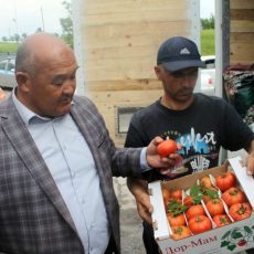 Из ЮКО в Астану отправили 262 тонны овощей Южные продукты повезли в Астану