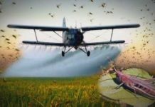 В Казахстане и России усиливают мониторинг и защиту от саранчи Новые очаги обитания саранчи выявили в ЮКО