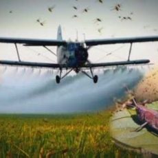 В Казахстане и России усиливают мониторинг и защиту от саранчи Новые очаги обитания саранчи выявили в ЮКО