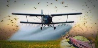 В Казахстане и России усиливают мониторинг и защиту от саранчи Новые очаги обитания саранчи выявили в ЮКО