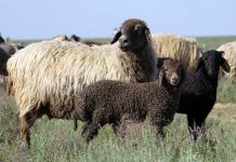 В Туркестанской области задержали афериста, обманувшего 77-летнюю пенсионерку Овцы в ЮКО