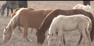 «Экстренный вызов»: происшествия в Шымкенте и ЮКО от 16 мая 2017 года.