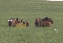 В Казахстан не ввозили мясо зараженного бешенством скота из Кыргызстана