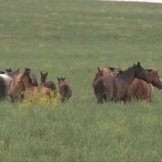 В Казахстан не ввозили мясо зараженного бешенством скота из Кыргызстана