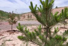 Весна: В Шымкенте начали красть саженцы деревьев сосна