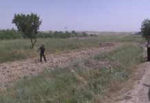 В Туркестанской области опашка спасает степь от пожаров Ежегодно от пожаров в ЮКО погибают сотни гектаров леса