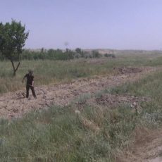 В Туркестанской области опашка спасает степь от пожаров Ежегодно от пожаров в ЮКО погибают сотни гектаров леса