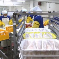 В ЮКО готовят специалистов рыбного производства Рыбное производство в ЮКО