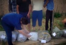 60 килограммов «кокнара» изъяли полицейские ЮКО