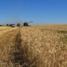 В Туркестанской области с 55,2% площадей получено 196,8 тыс. тонн зерновых Южно-Казахстанская область первой в республике начала уборку урожая