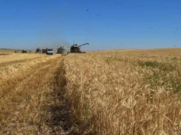 Южно-Казахстанская область первой в республике начала уборку урожая