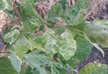 После дождичка в четверг или мина замедленного действия Те самые пятна на листьях, уже покрытые белым налетом