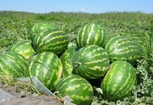 300 тонн арбузов первого урожая экспортировали аграрии ЮКО в Россию Арбузы на поле