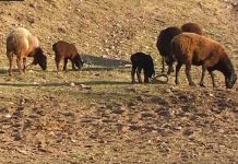 В Туркестанской области пастух переквалифицировался в скотокрада Овцы и бараны