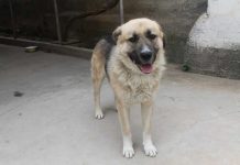 140 млн тенге, выделенные на стерилизацию бездомных животных в Шымкенте, вернули в бюджет Собака