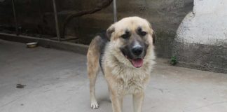 140 млн тенге, выделенные на стерилизацию бездомных животных в Шымкенте, вернули в бюджет Собака