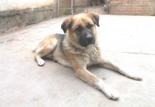 Как Жорка из Шымкента нашел новый дом Собака