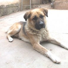 В Казахстане пересматривают закон об обращении с животными Собака