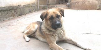 В Казахстане пересматривают закон об обращении с животными Собака