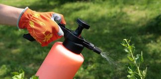 Июньские советы дачникам и огородникам Шымкента Борьба с вредителями