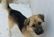 Казнет шокирован жестоким видео убийства собаки в Шымкенте Собака