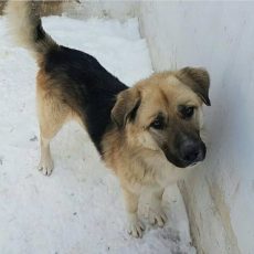 Животные в городе Арысь не останутся без еды и воды Собака