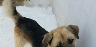 Казнет шокирован жестоким видео убийства собаки в Шымкенте Собака