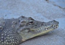 В РК изменили правила ввоза и вывоза редких видов животных и рыб Шымкентский зоопарк