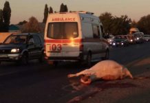 Молодой водитель легковой автомашины Mercedes насмерть сбил трёх коров Молодой водитель легковой автомашины Mercedes насмерть сбил трёх коров