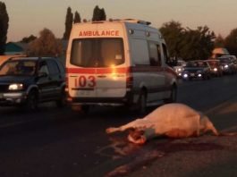 Молодой водитель легковой автомашины Mercedes насмерть сбил трёх коров